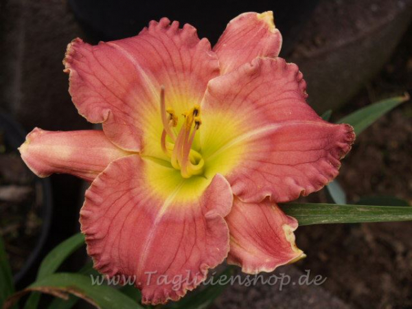 Daylily Truly Angelic