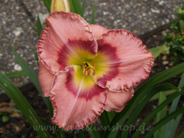 Daylily Garden Special