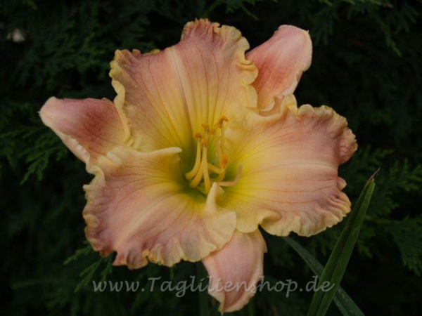 Daylily Humble Cry