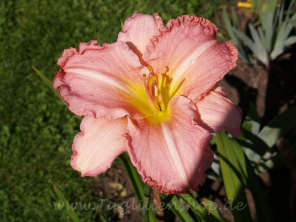 Daylily Indy Passion