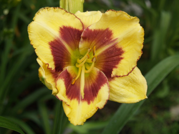 Daylily Chief Executive Officer