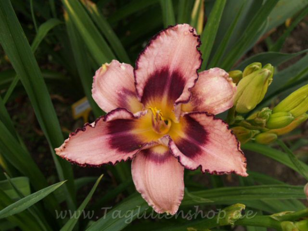 Daylily Unusual Revelations