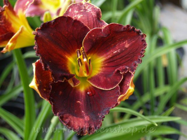 Daylily Wait Until Dark