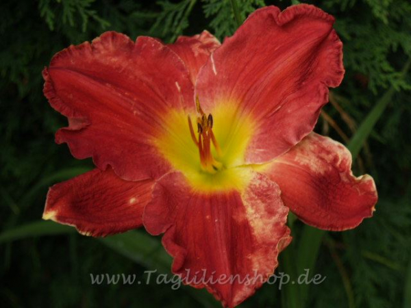 Daylily Zoro's Blade